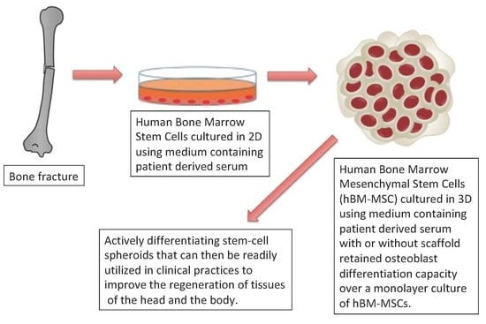 IJMS | Free Full-Text | Minimally Manipulative Method for the Expansion of  Human Bone Marrow Mesenchymal Stem Cells to Treat Osseous Defects