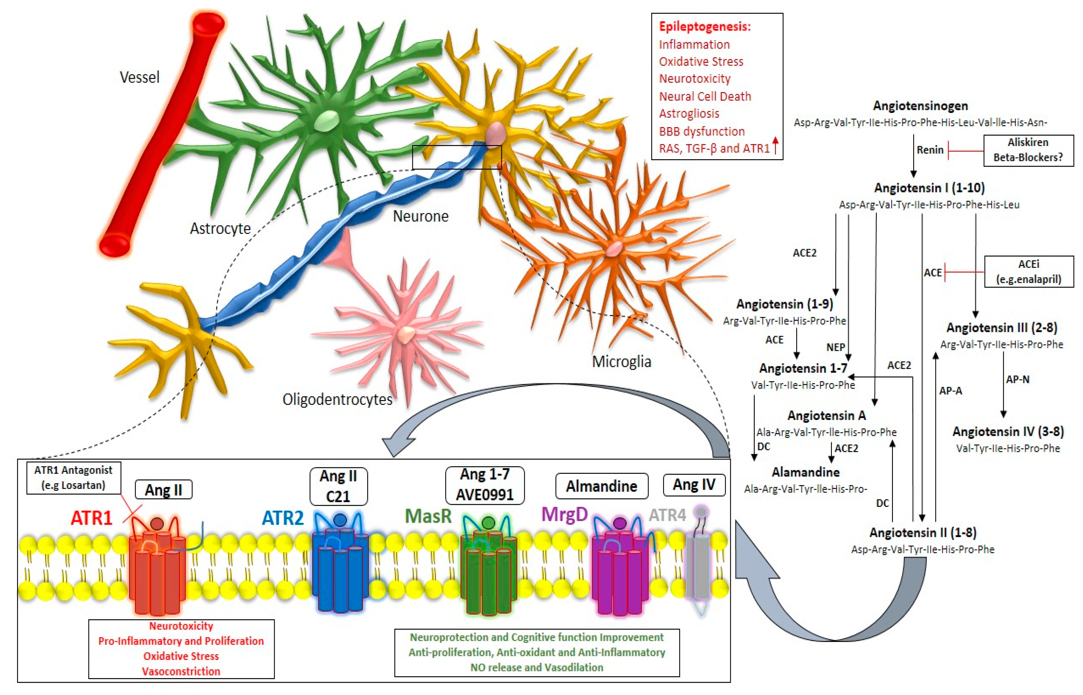 IJMS Free Full Text Role of the Angiotensin Pathway and its  