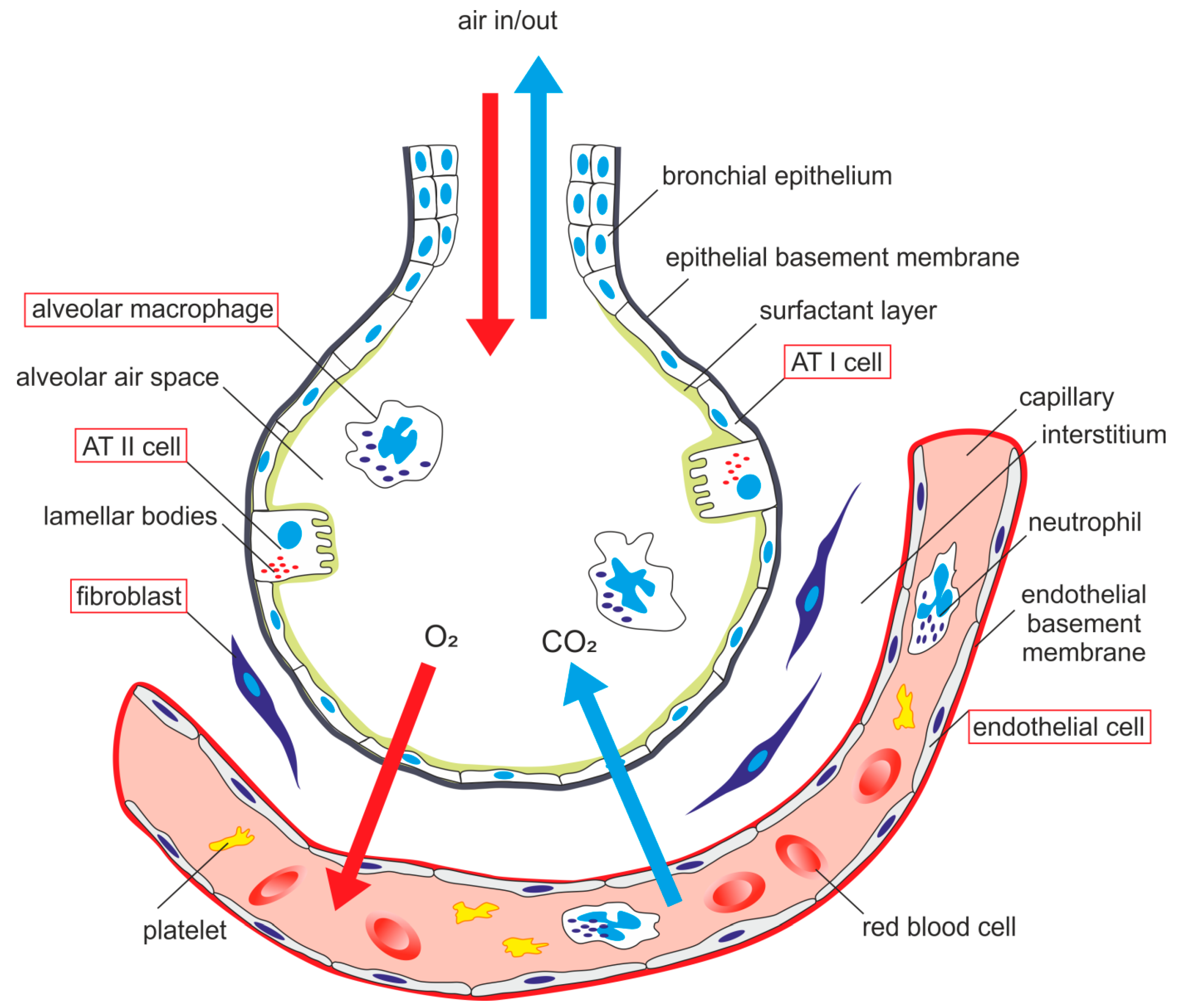 Function Of Simple Squamous Epithelium In Alveoli At Luke Earsman Blog Function Of Simple Squamous Epithelium In Alveoli At Luke Earsman Blog