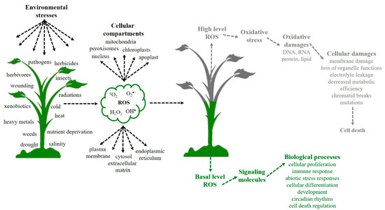 IJMS | Free Full-Text | Defenses Against ROS in Crops and Weeds: The ...