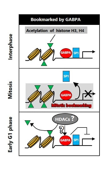 IJMS | Free Full-Text | Identification of GA-Binding Protein 