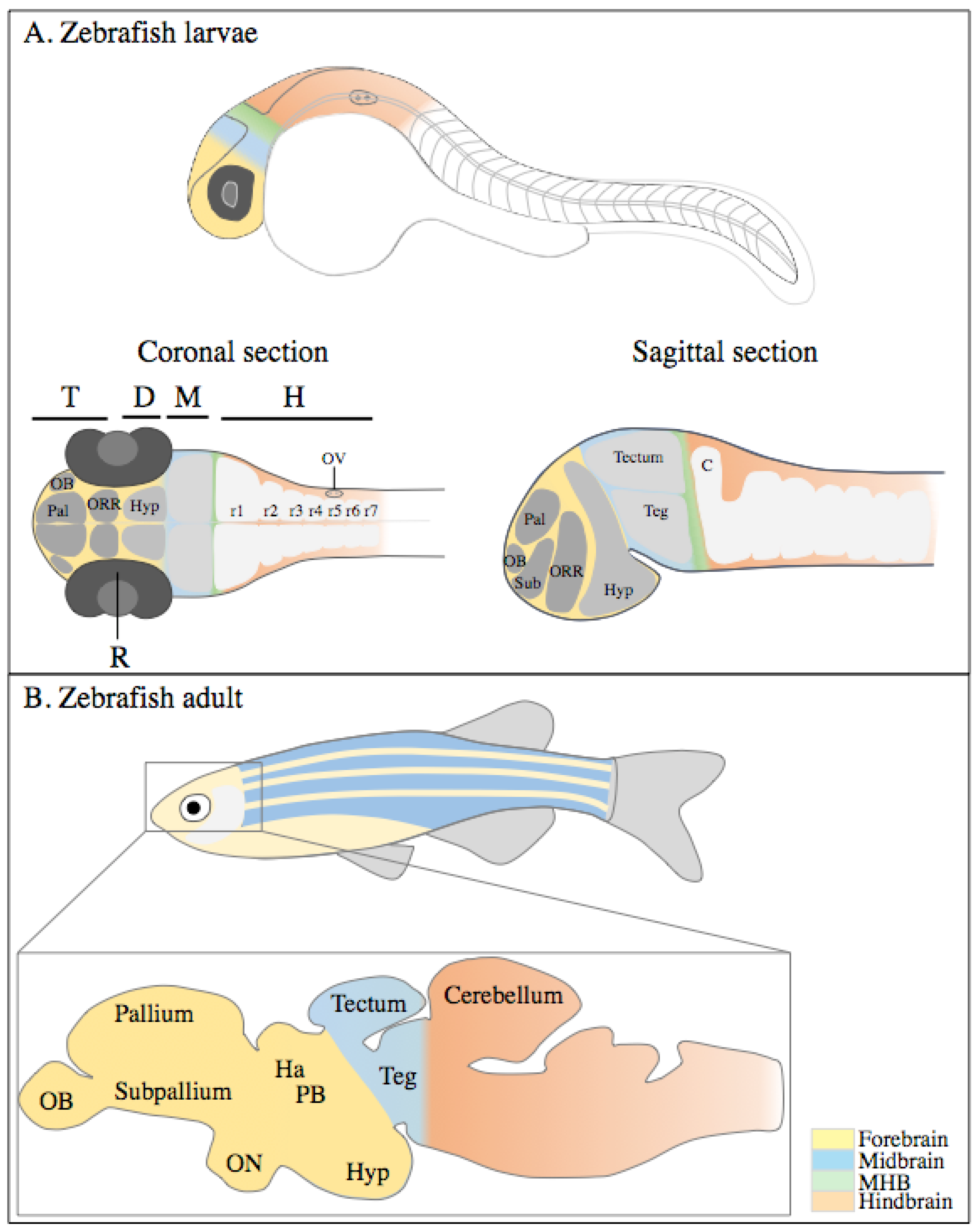 IJMS | Free Full-Text | Zebrafish Models of Neurodevelopmental Disorders:  Limitations and Benefits of Current Tools and Techniques