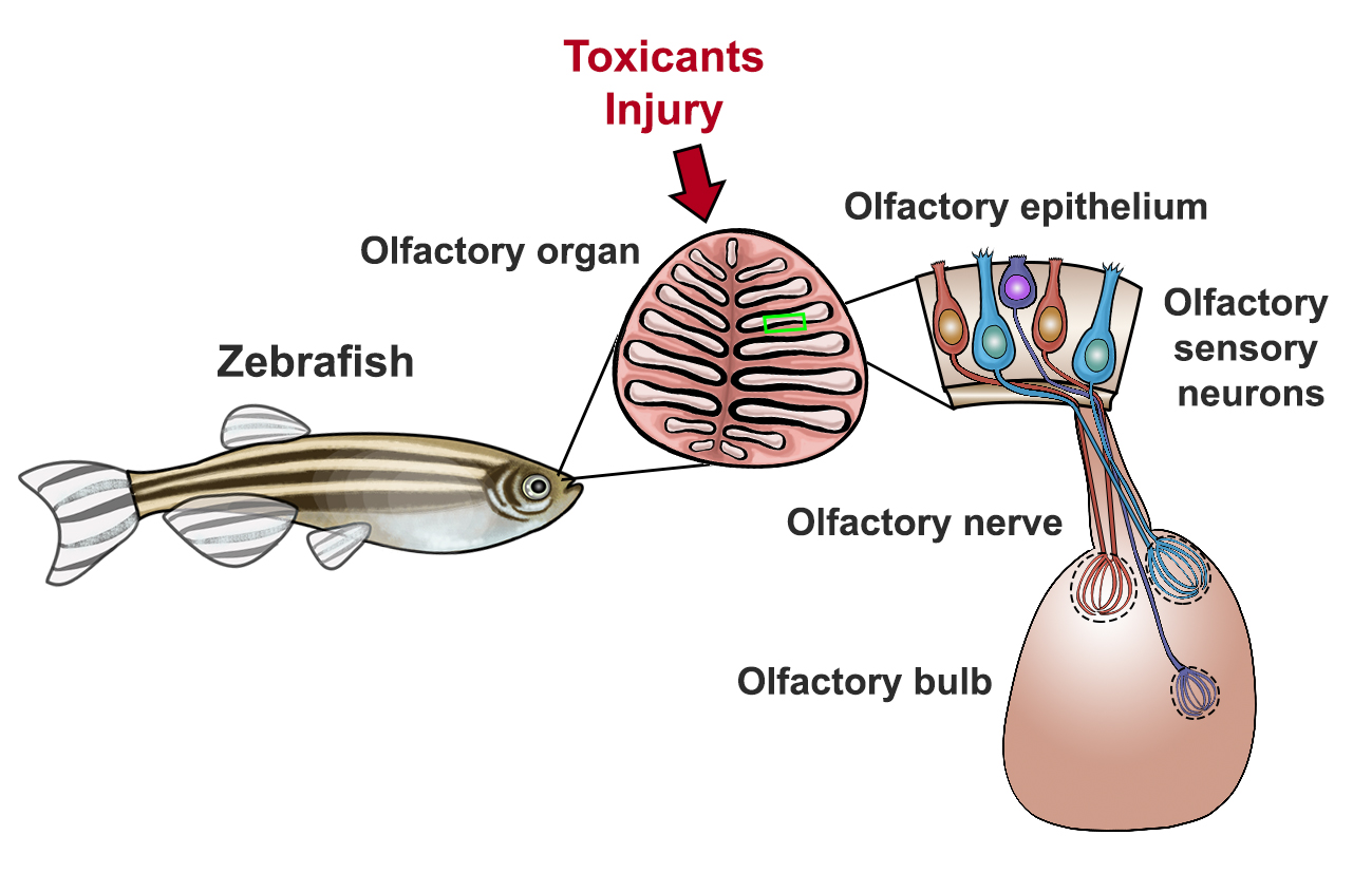 IJMS | Free Full-Text | The Olfactory System of Zebrafish as a Model for  the Study of Neurotoxicity and Injury: Implications for Neuroplasticity and  Disease