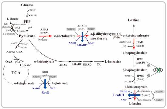 Improvement of l-Leucine Production in Corynebacterium