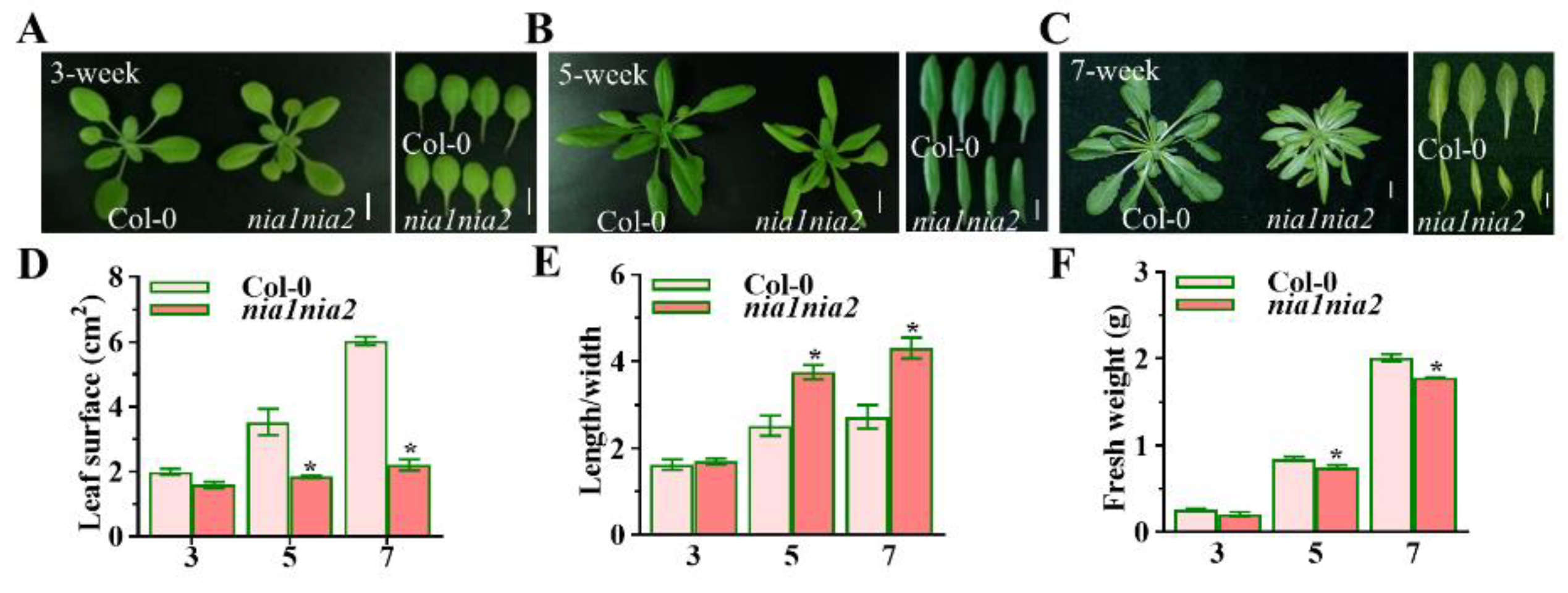 IJMS | Free Full-Text | Nitrate Reductase-Mediated Nitric Oxide ...