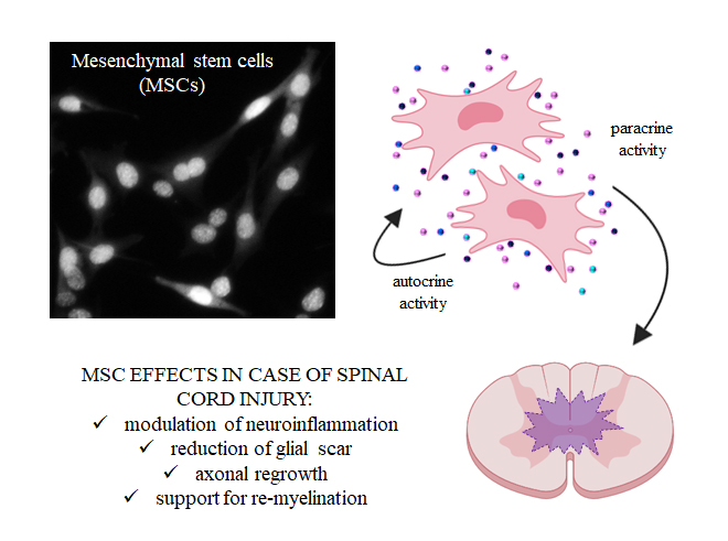 MED 612: Spinal Cord Laminae & Histology