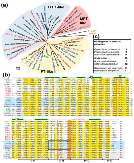 Expression Pattern of FT/TFL1 and miR156-Targeted SPL Genes Associated ...