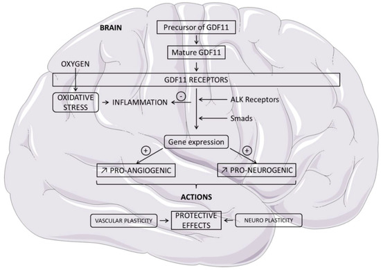 IJMS | Free Full-Text | Neuroprotective Potential Of GDF11: Myth Or ...