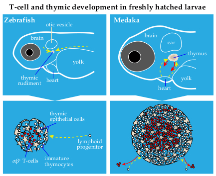 IJMS | Free Full-Text | Zebrafish and Medaka: Two Teleost Models of T-Cell  and Thymic Development