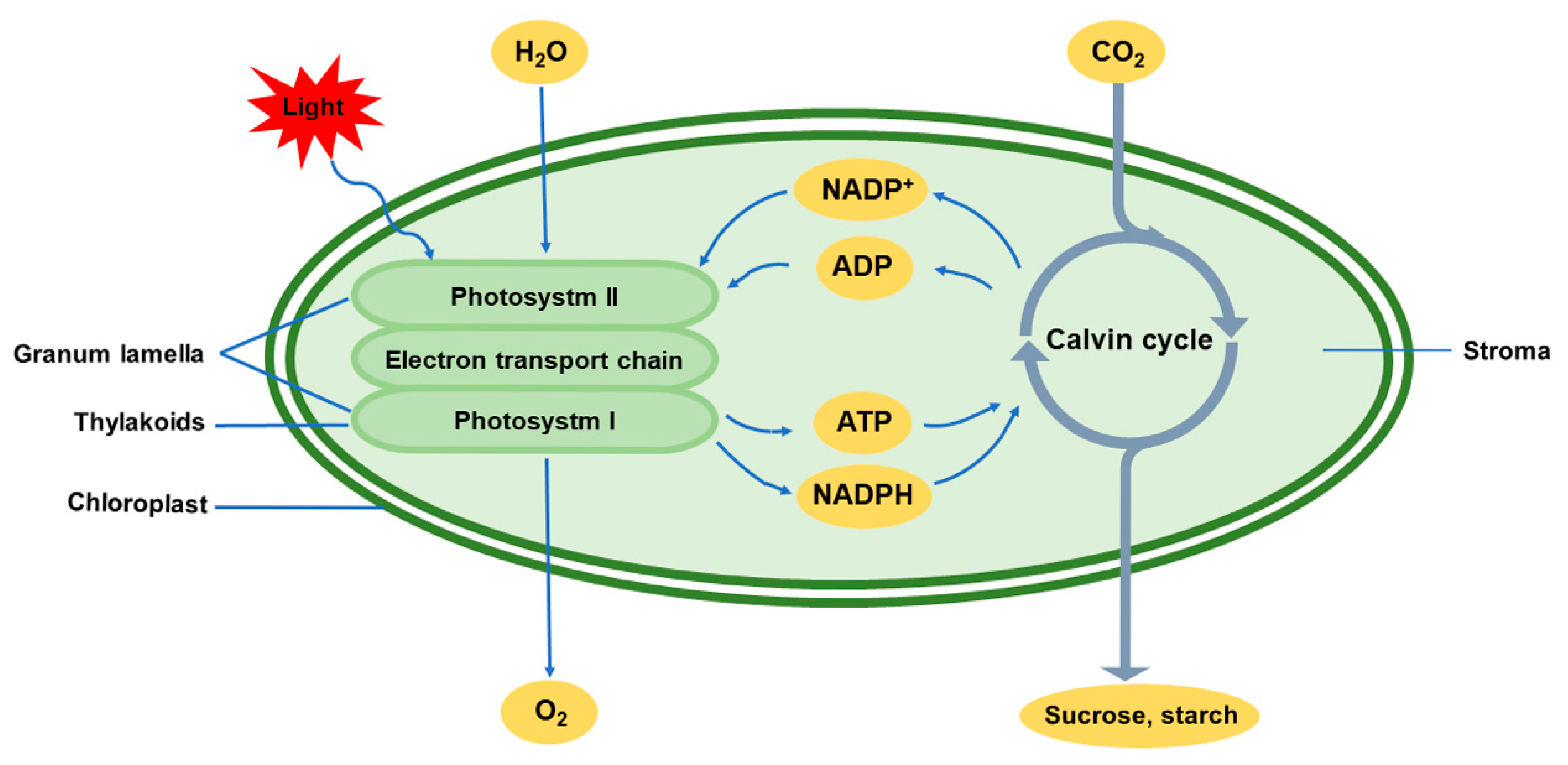 IJMS | Free Full-Text | Chloroplasts— Beyond Energy Capture and Carbon  Fixation: Tuning of Photosynthesis in Response to Chilling Stress
