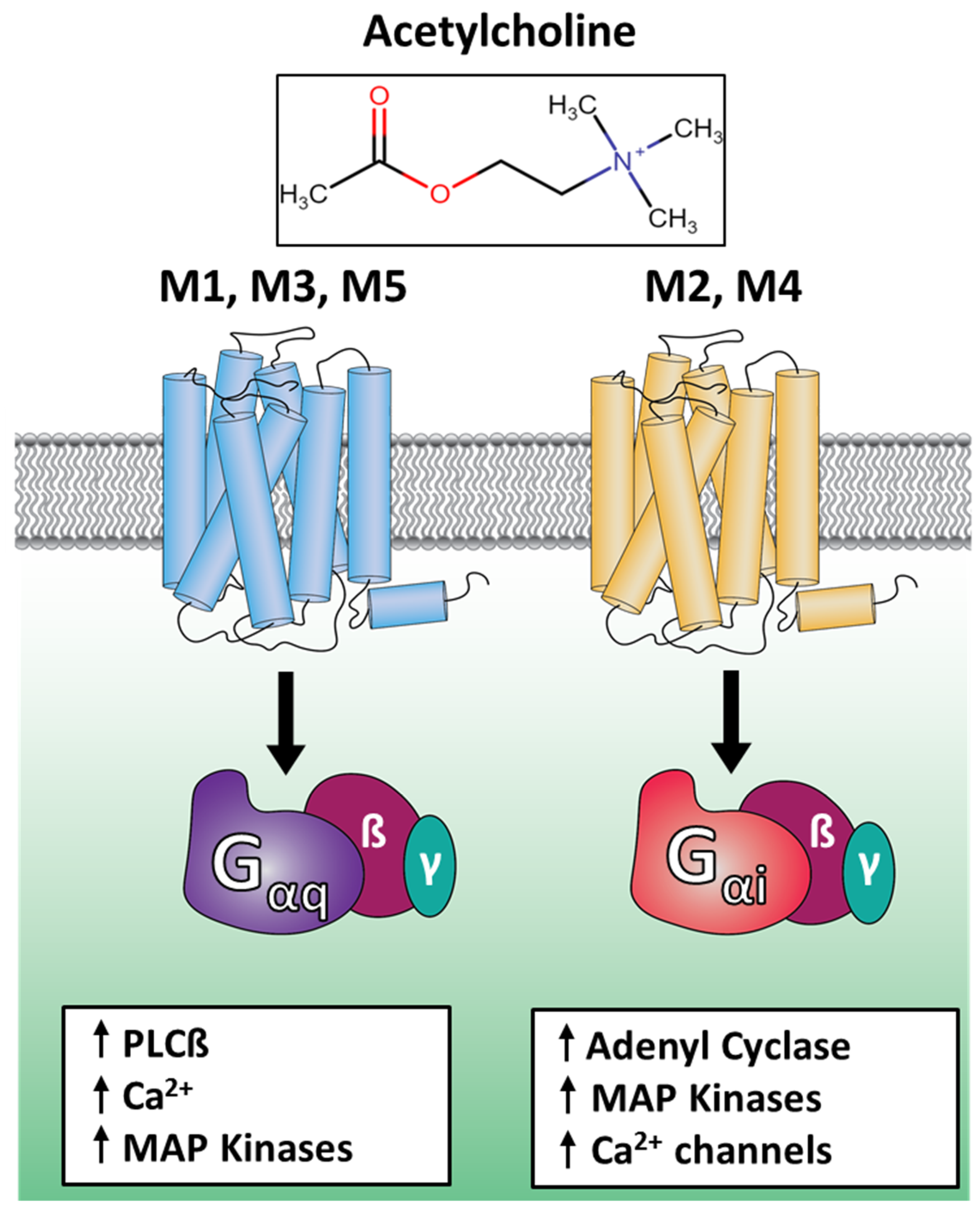 Ijms Free Full Text Understanding G Protein Selectivity Of Muscarinic Acetylcholine 2182