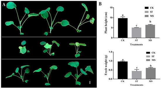 IJMS | Free Full-Text | Melatonin-Induced Transcriptome Variation of ...