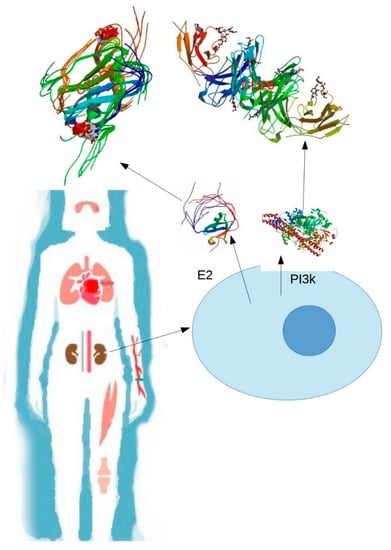 IJMS | Free Full-Text | Epigenetic Mechanisms And Posttranslational ...