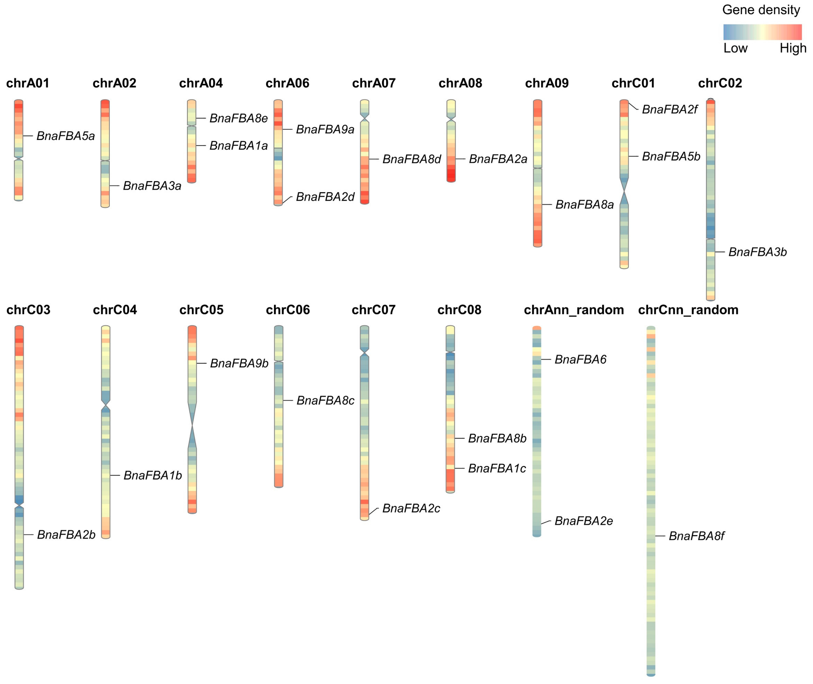 IJMS | Free Full-Text | Genome-Wide Identification and Characterization ...