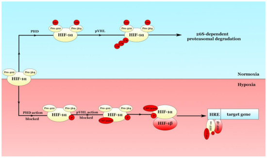 Hypoxia: Overview on Hypoxia-Mediated Mechanisms with a