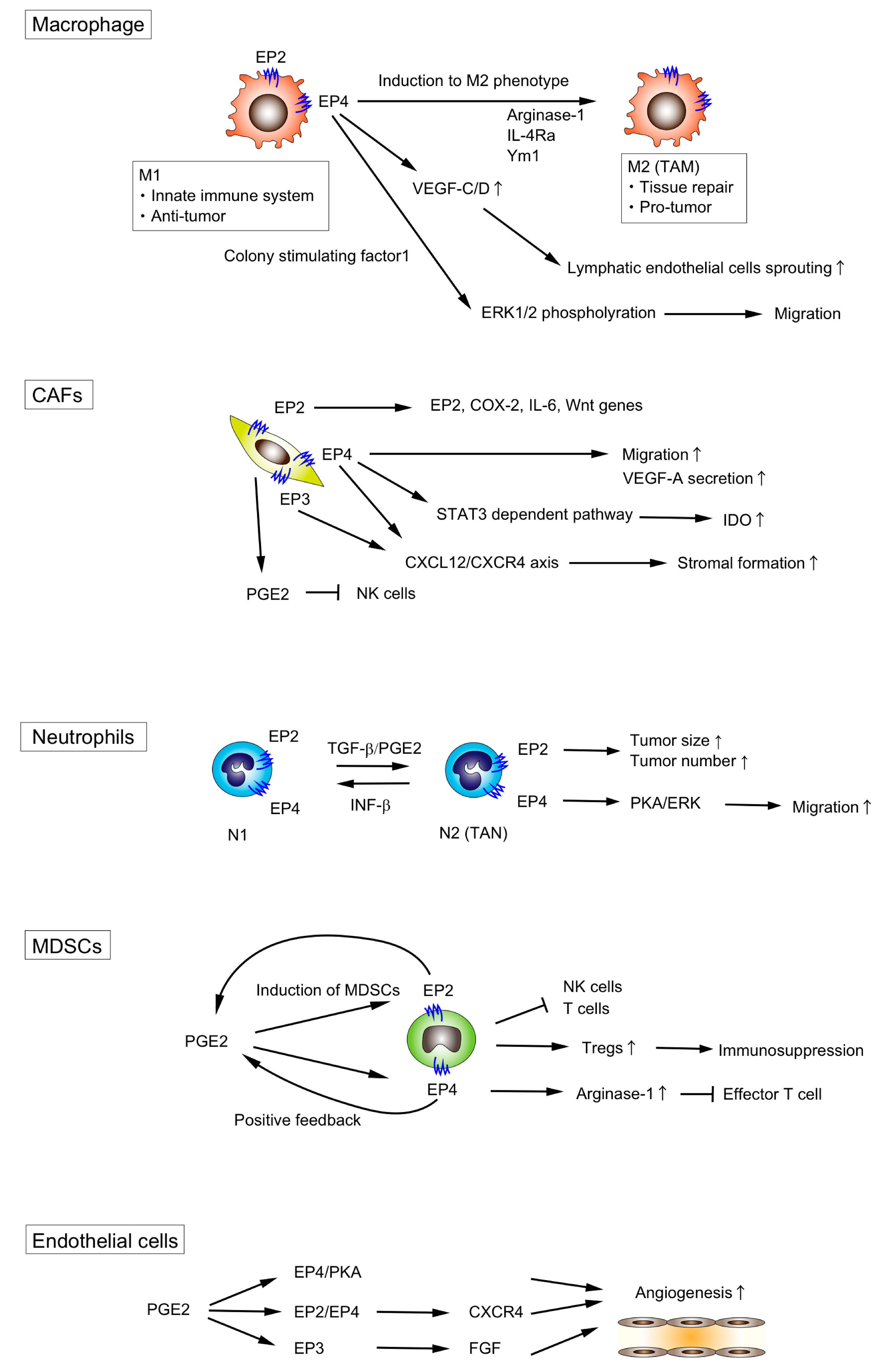 IJMS | Free Full-Text | Prostaglandin E2/EP Signaling in the Tumor