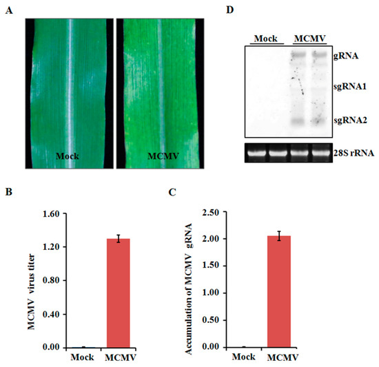 IJMS | Free Full-Text | Proteomic Changes During MCMV Infection ...