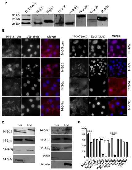 IJMS | Free Full-Text | Differential Subcellular Distribution and ...