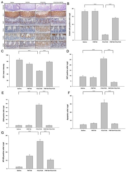 Ijms Special Issue The Role Of The Dysbiotic Microbiota In Cancer