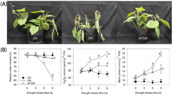 IJMS | Free Full-Text | Melatonin Alleviates Drought Stress by a  Non-Enzymatic and Enzymatic Antioxidative System in Kiwifruit Seedlings