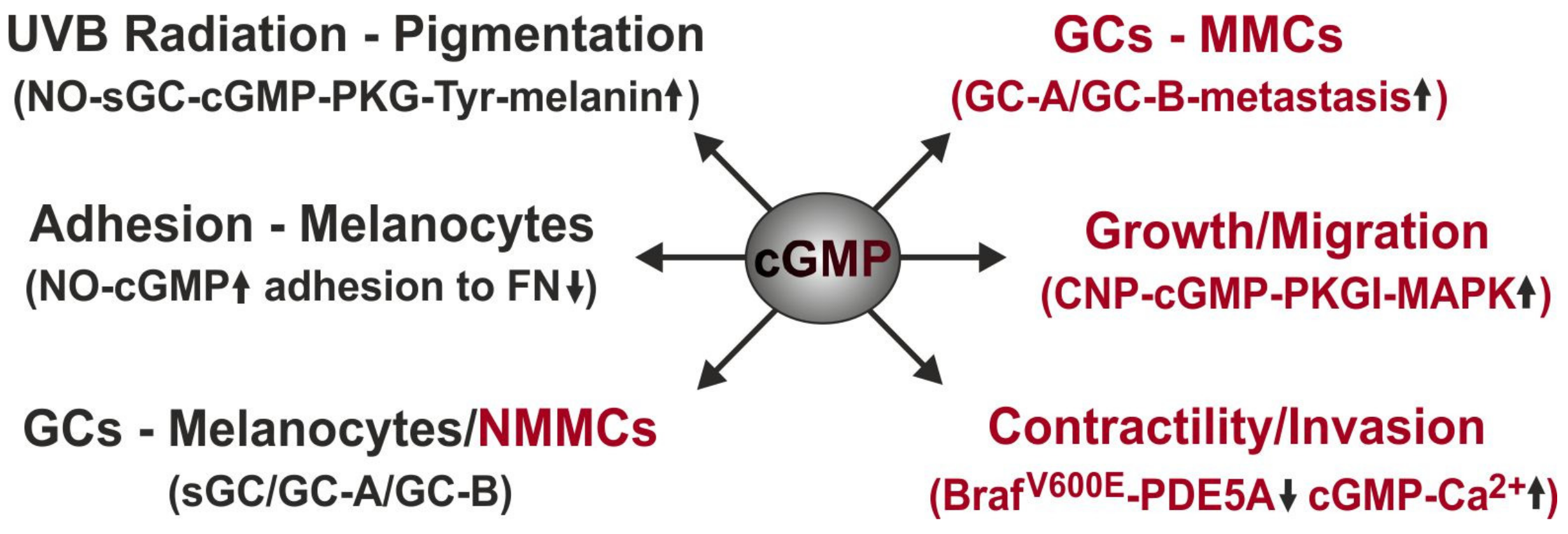 Frontiers  Multilimbed membrane guanylate cyclase signaling