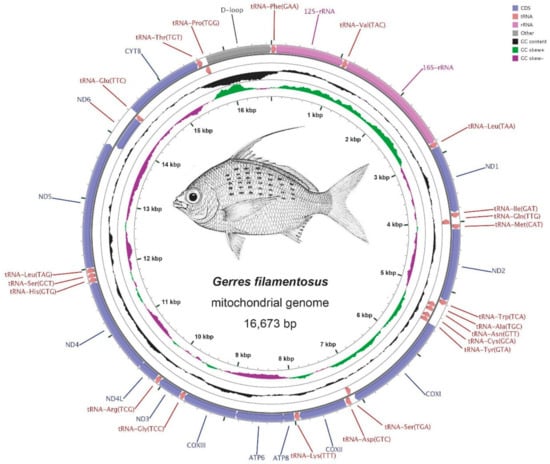 ふぃっしゅ Comparative Analysis of Complete Mitochondrial Genomes of