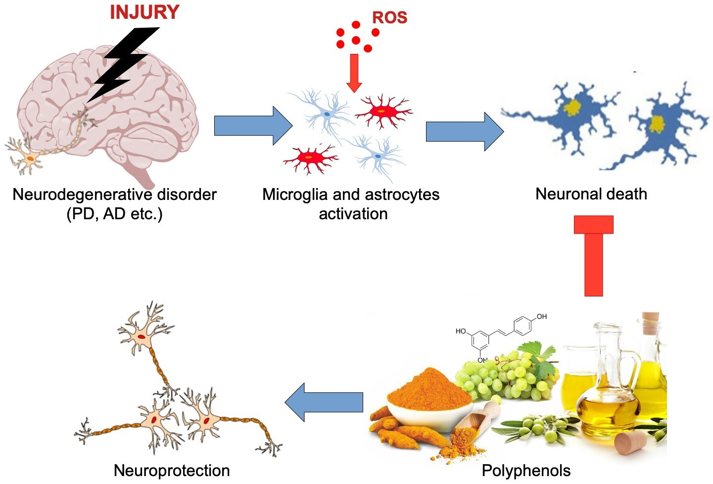 Natural Bioactive Molecules as Neuromedicines for the Treatment/Prevention  of Neurodegenerative Diseases
