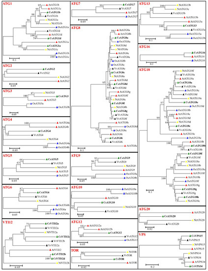 Comprehensive Analysis of Autophagy-Related Genes in Sweet Orange ...