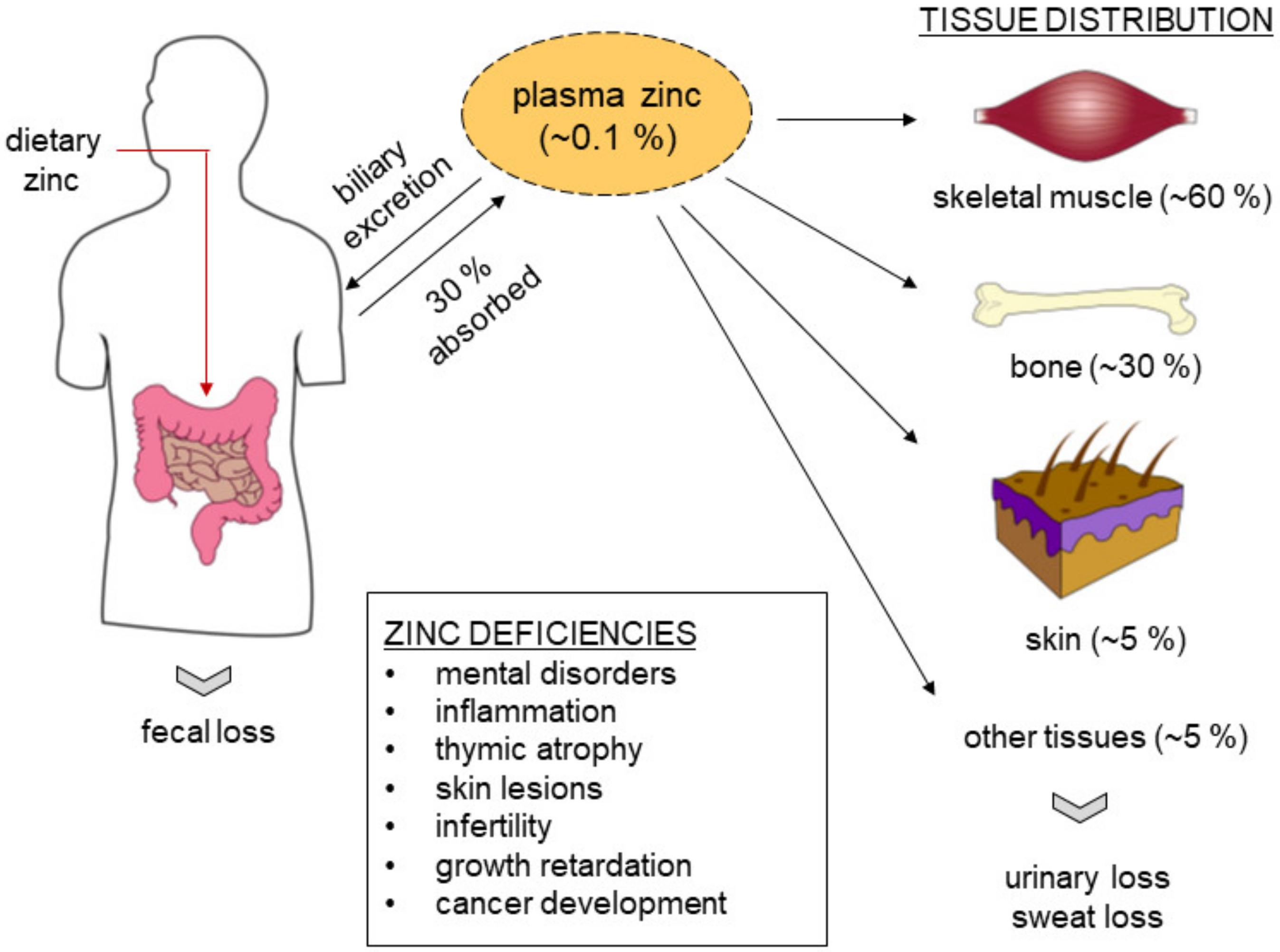 IJMS | Free Full-Text | Growth Modulatory Role of Zinc in Prostate 