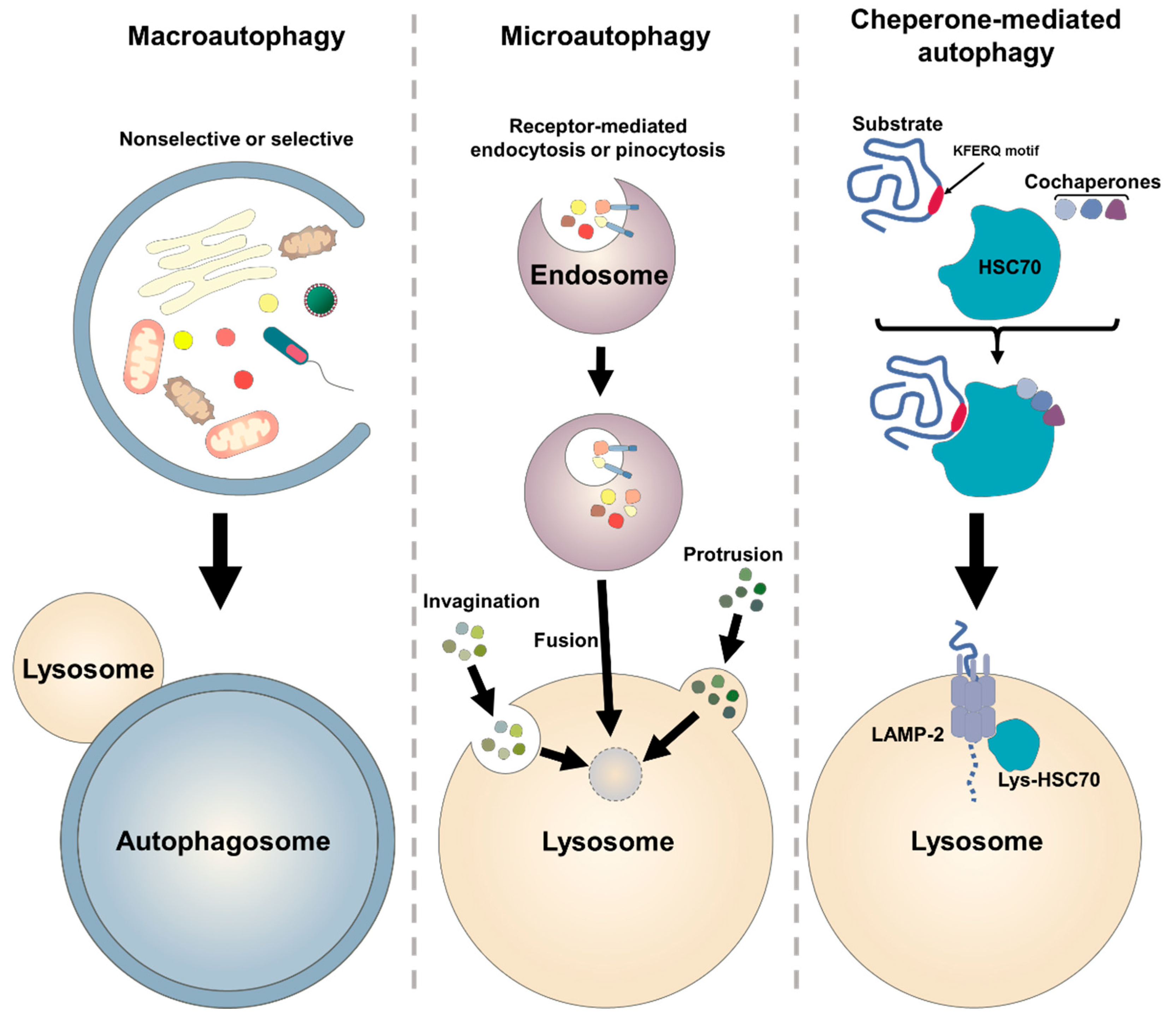 IJMS | Free Full-Text | Roles of Autophagy in Oxidative Stress