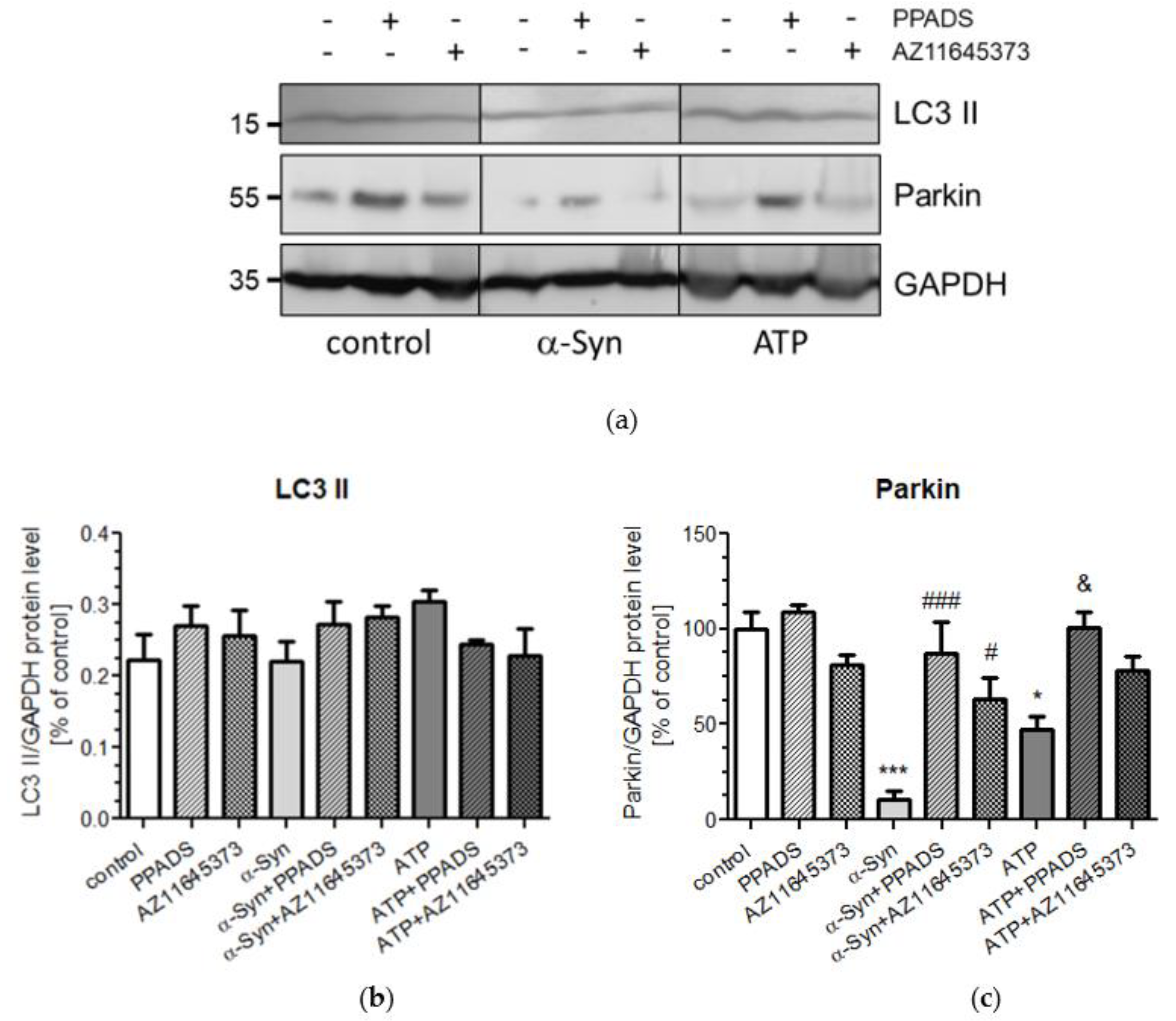 IJMS | Free Full-Text | P2X7 Receptor is Involved in Mitochondrial  Dysfunction Induced by Extracellular Alpha Synuclein in Neuroblastoma  SH-SY5Y Cells