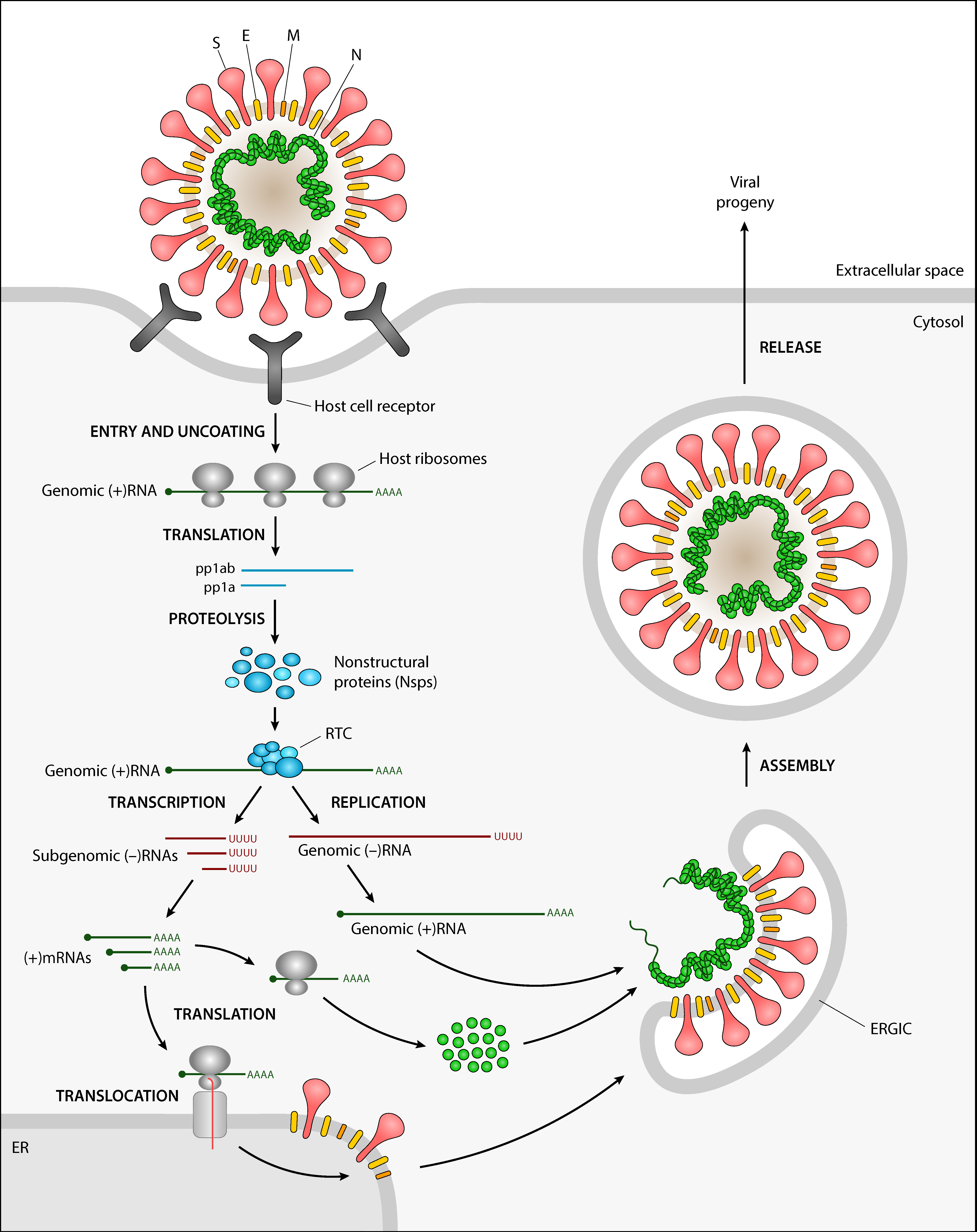 IJMS | Free Full-Text | Betacoronavirus Genomes: How Genomic 
