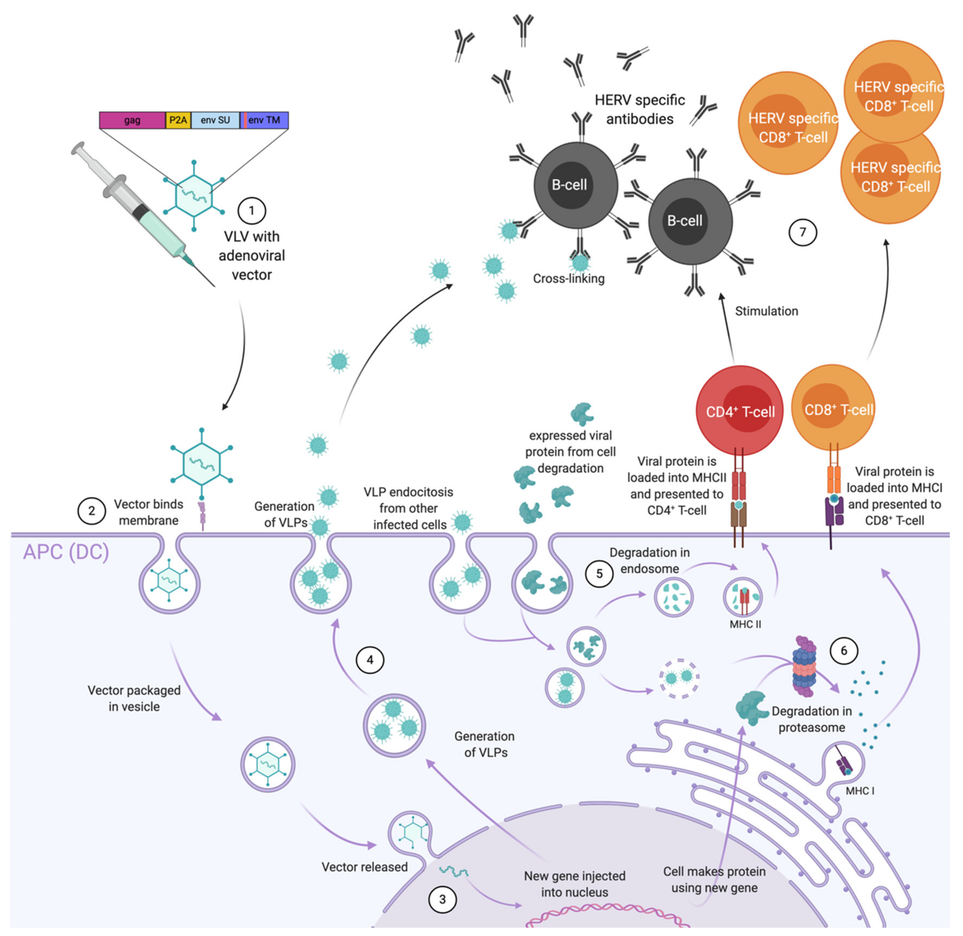 COVID-19 activates endogenous retroviruses within our genome