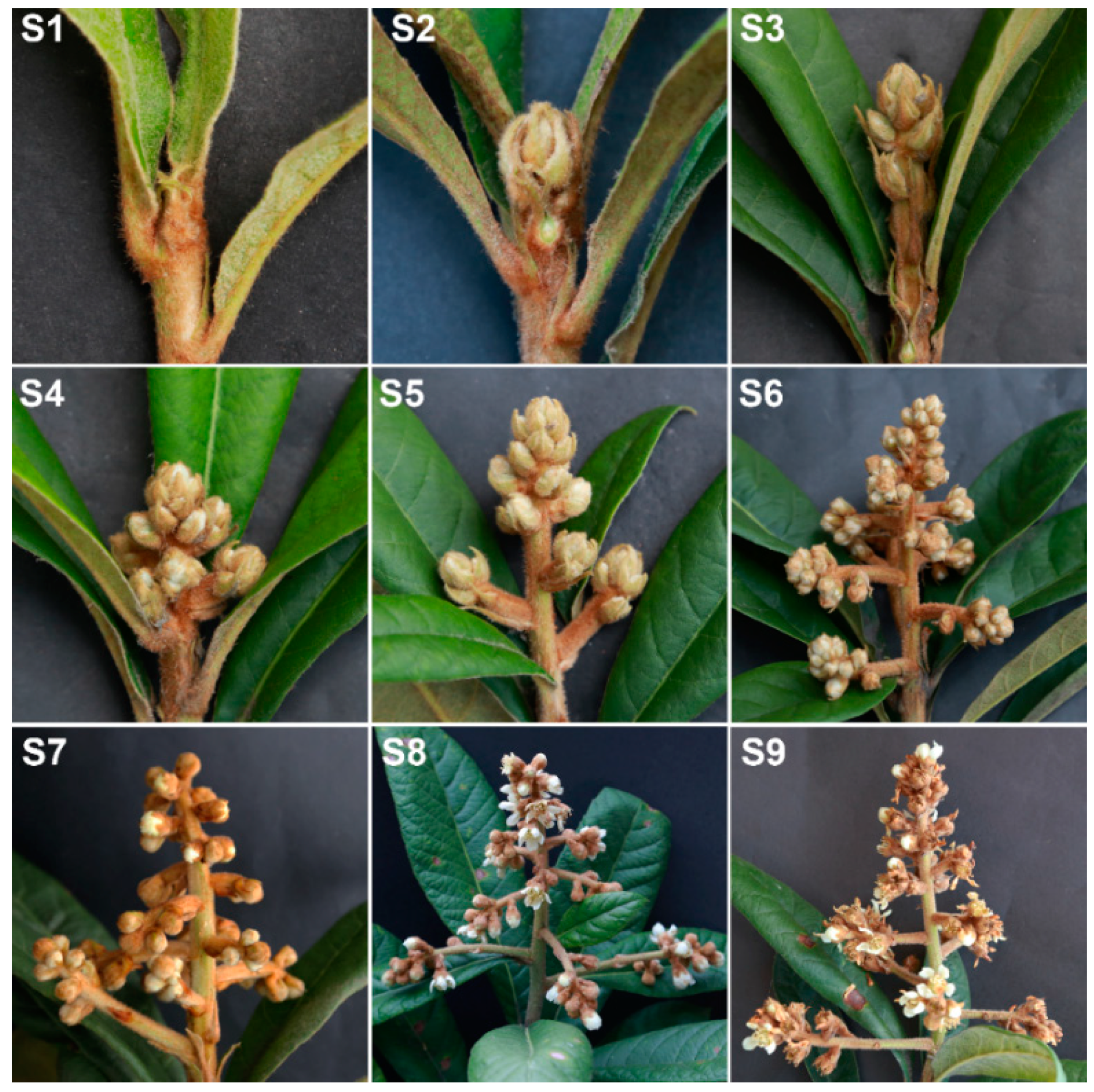 Flower bud developmental stages of D. hybrida. Stage 1 (0–5 mm