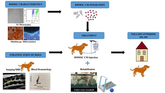 IJMS | Free Full-Text | Stem Cell Conditioned Medium Treatment for Canine Spinal  Cord Injury: Pilot Feasibility Study