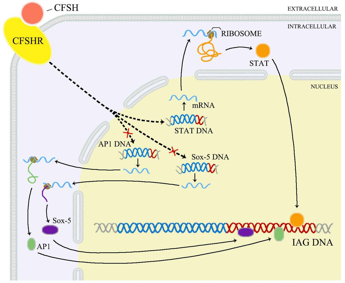 IJMS | Free Full-Text | Transcriptional Inhibition of Sp-IAG by Crustacean Female  Sex Hormone in the Mud Crab, Scylla paramamosain