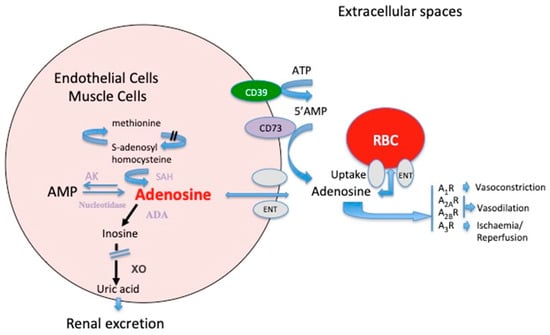 IJMS | Free Full-Text | Adenosine And Its Receptors: An Expected Tool ...