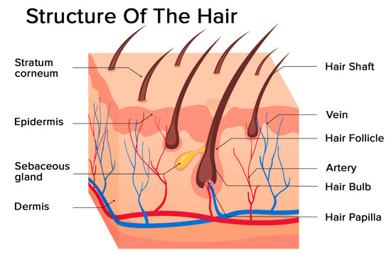 hair root