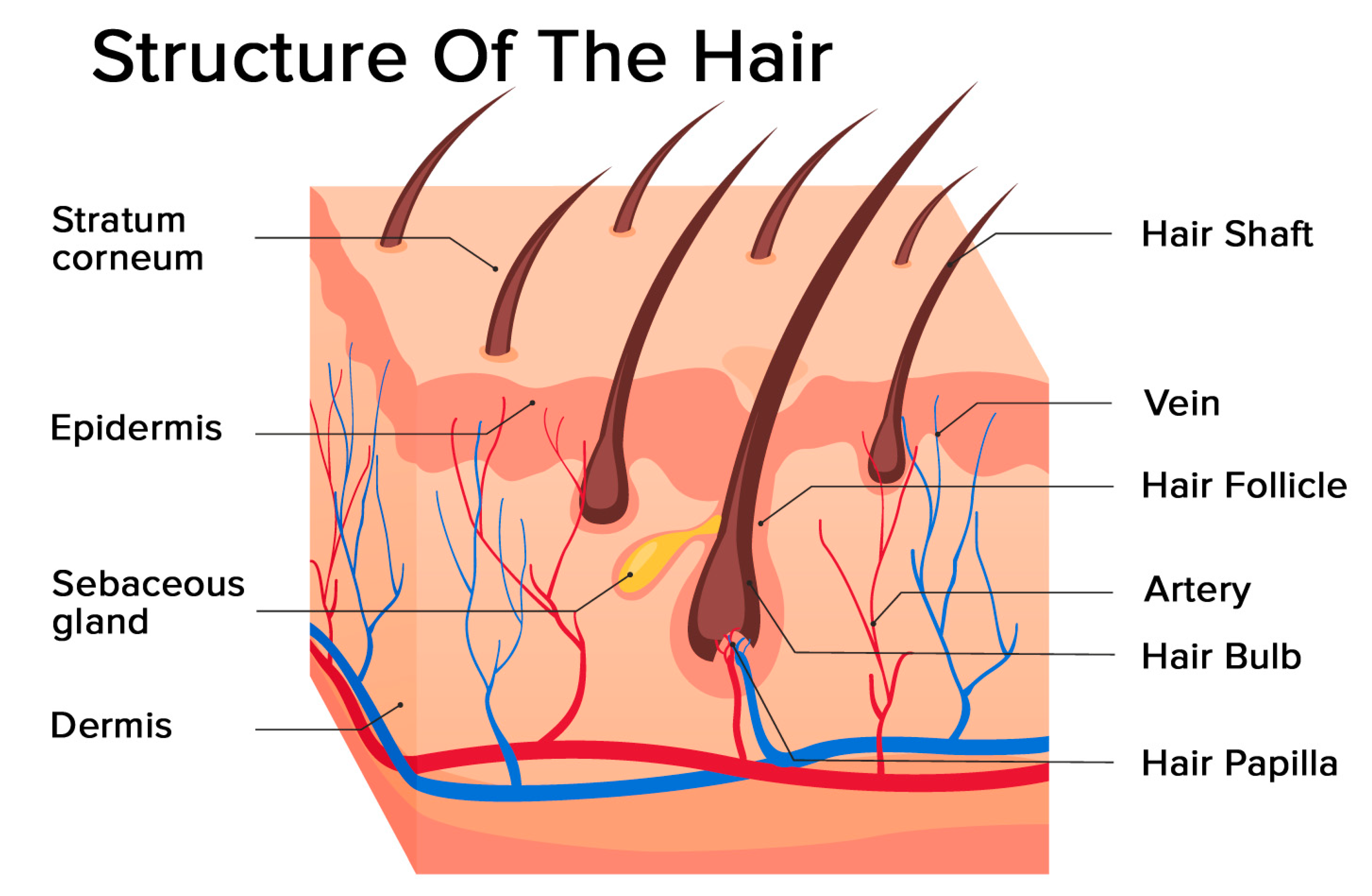 Estrogen and Hair Loss Can Low Estrogen Cause Hair Loss