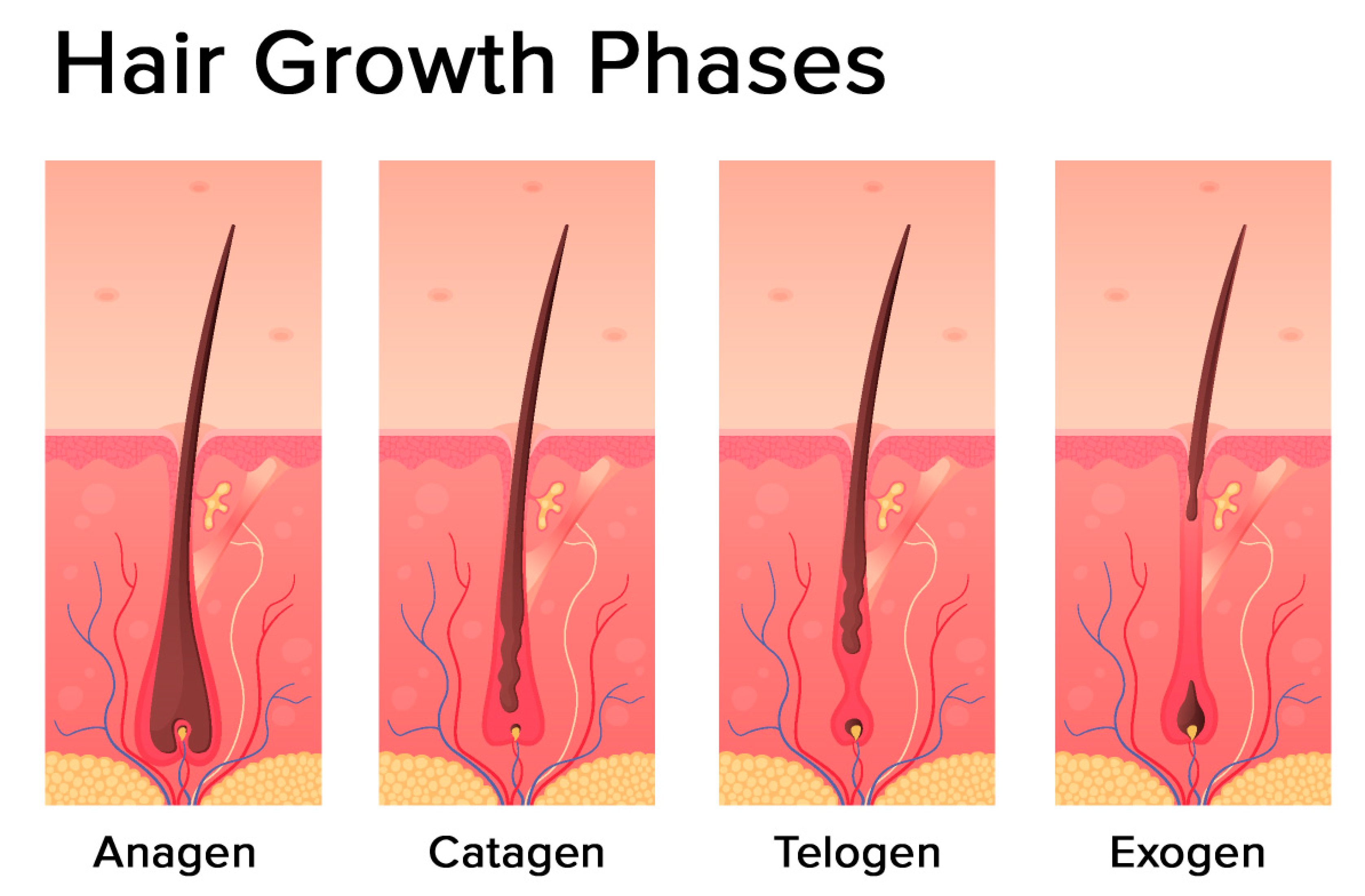 The Link Between Testosterone and Hair Growth  Everlywell