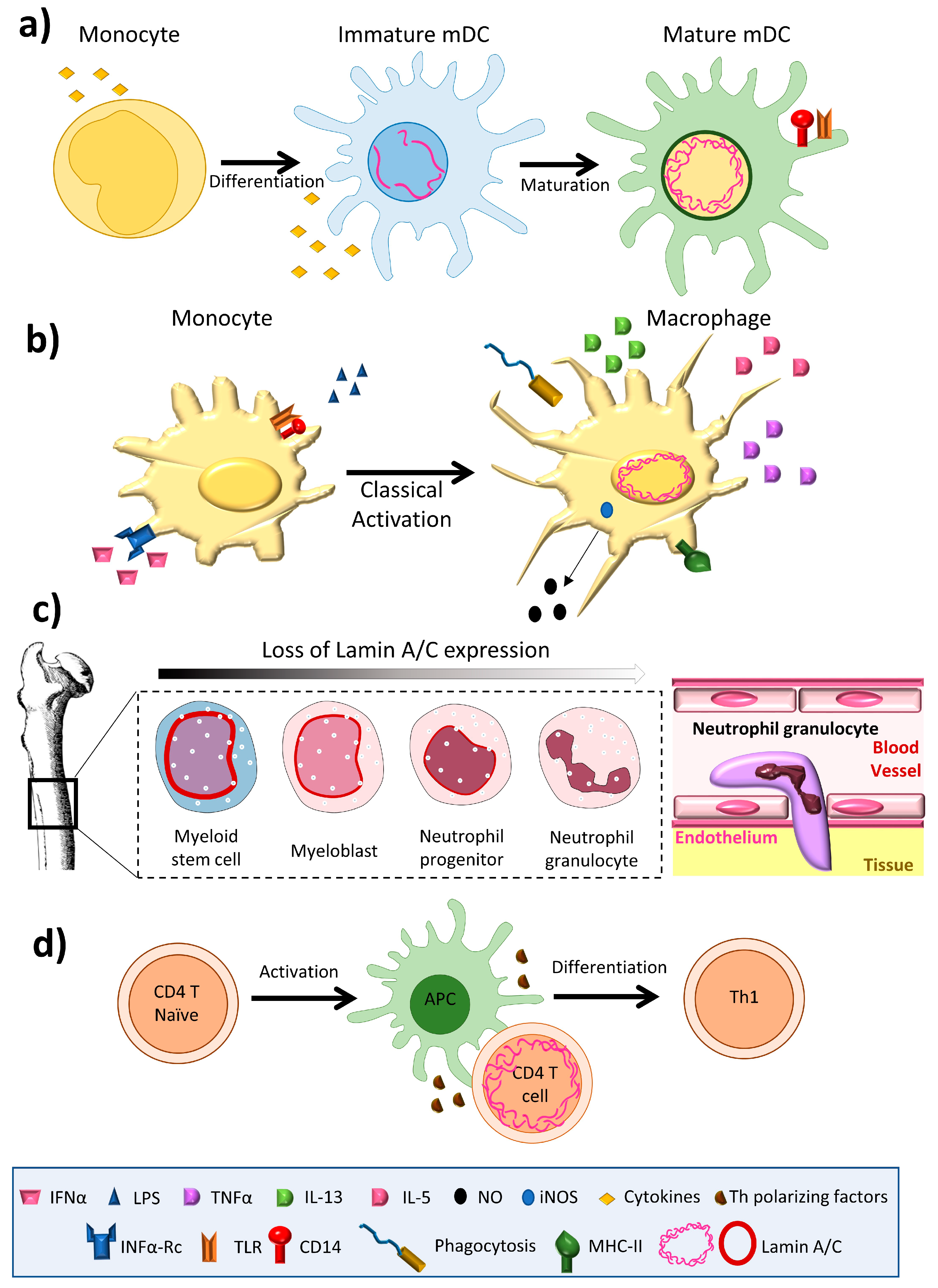 IJMS | Free Full-Text | Lamin A/C and Immune System: One Intermediate Filament, Many Faces