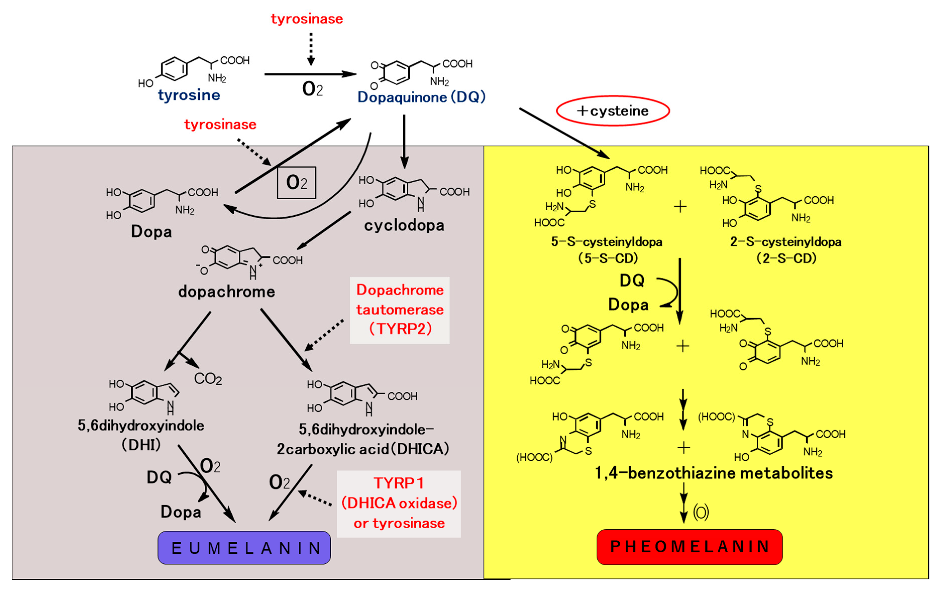 Elucidation Of Melanogenesis Cascade For Identifying Pathophysiology Elucidation Of Melanogenesis Cascade For Identifying Pathophysiology