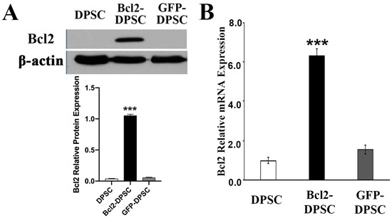 Ijms Free Full Text Bcl 2 Overexpression And Hypoxia Synergistically Enhance Angiogenic 4930