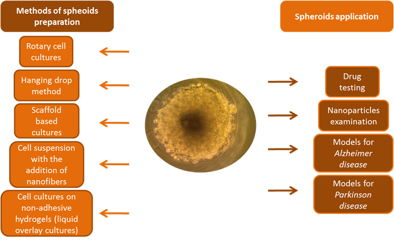 IJMS | Free Full-Text | Spheroids as a Type of Three-Dimensional Cell  Cultures—Examples of Methods of Preparation and the Most Important  Application