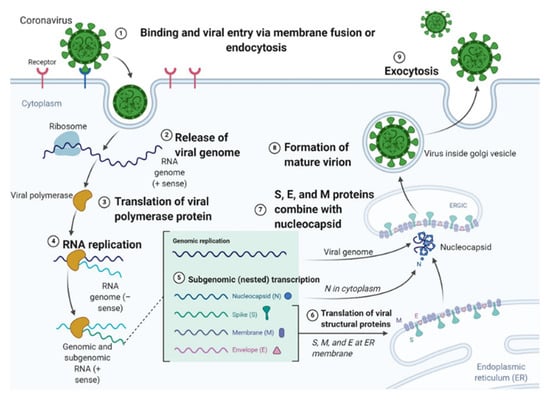 IJMS | Free Full-Text | The HMOX1 Pathway as a Promising Target for the ...