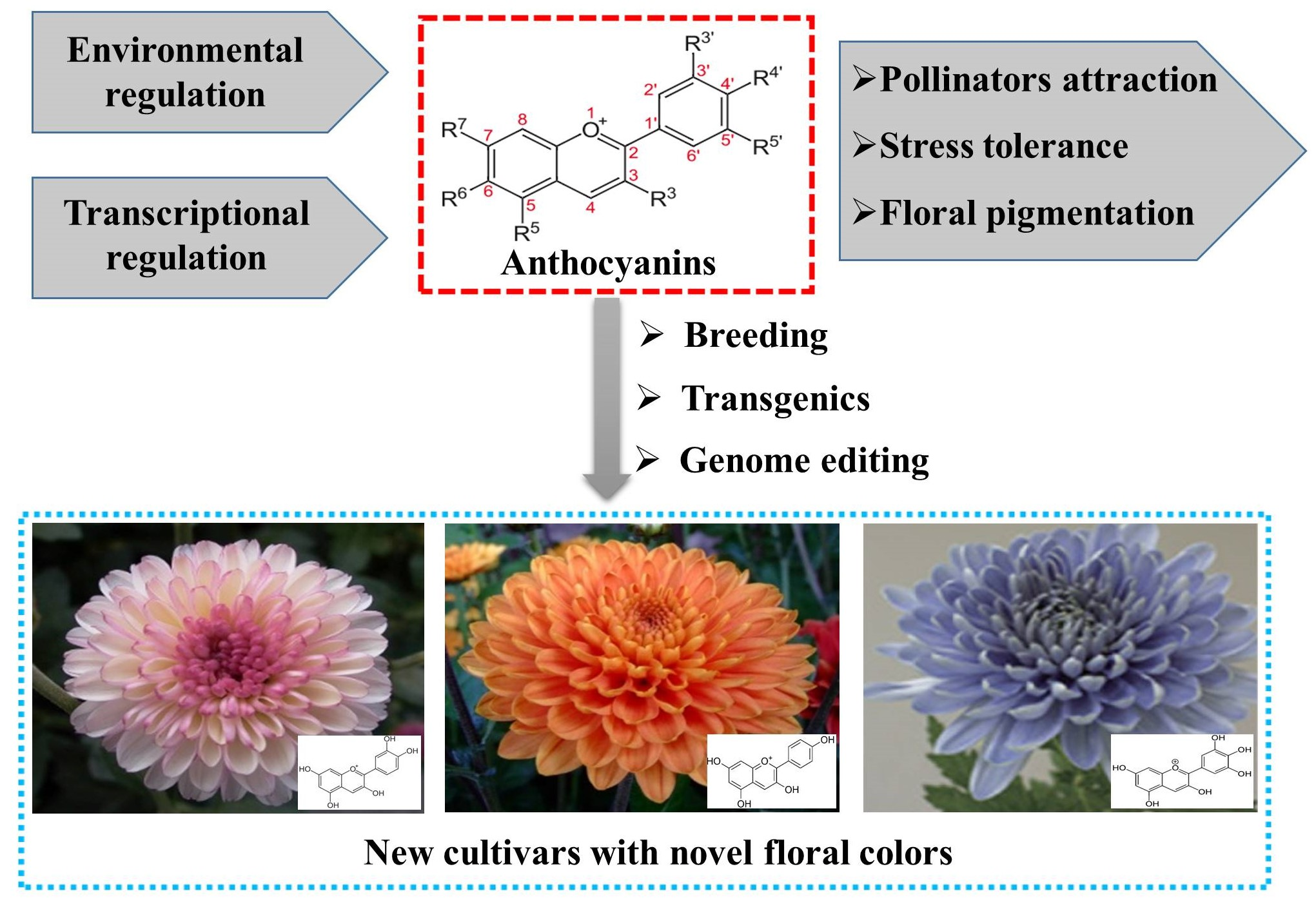 Chrysanthemums - University of Florida, Institute of Food and Agricultural  Sciences