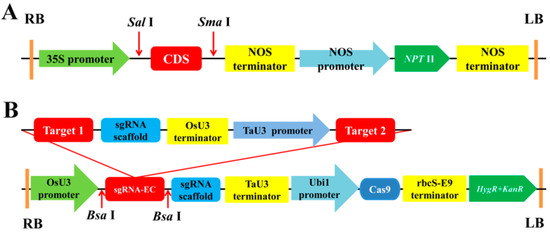 IJMS | Free Full-Text | Improvement of a Genetic Transformation System ...