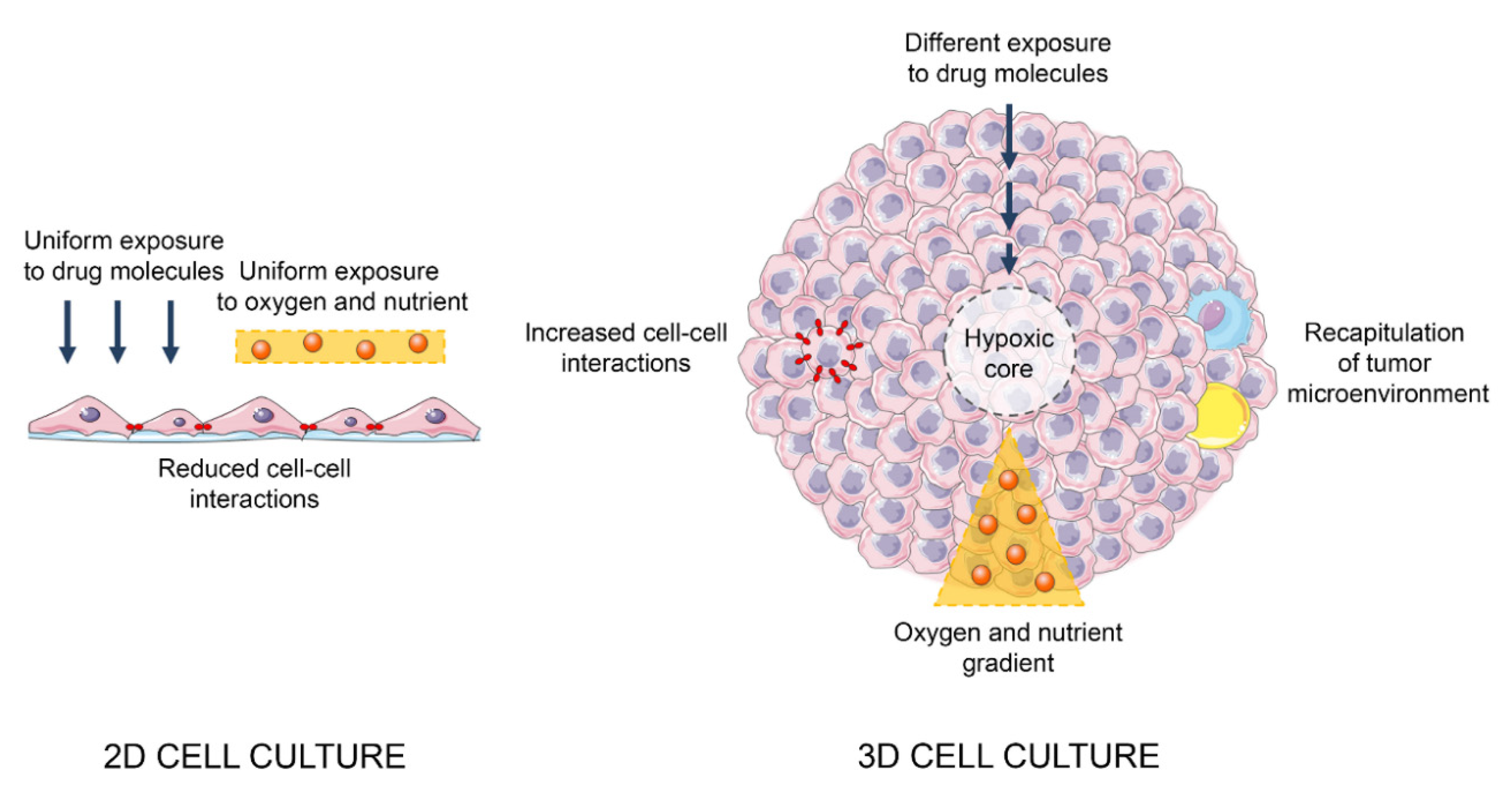 IJMS | Free Full-Text | Three-Dimensional Cell Cultures as an In Vitro Tool  for Prostate Cancer Modeling and Drug Discovery