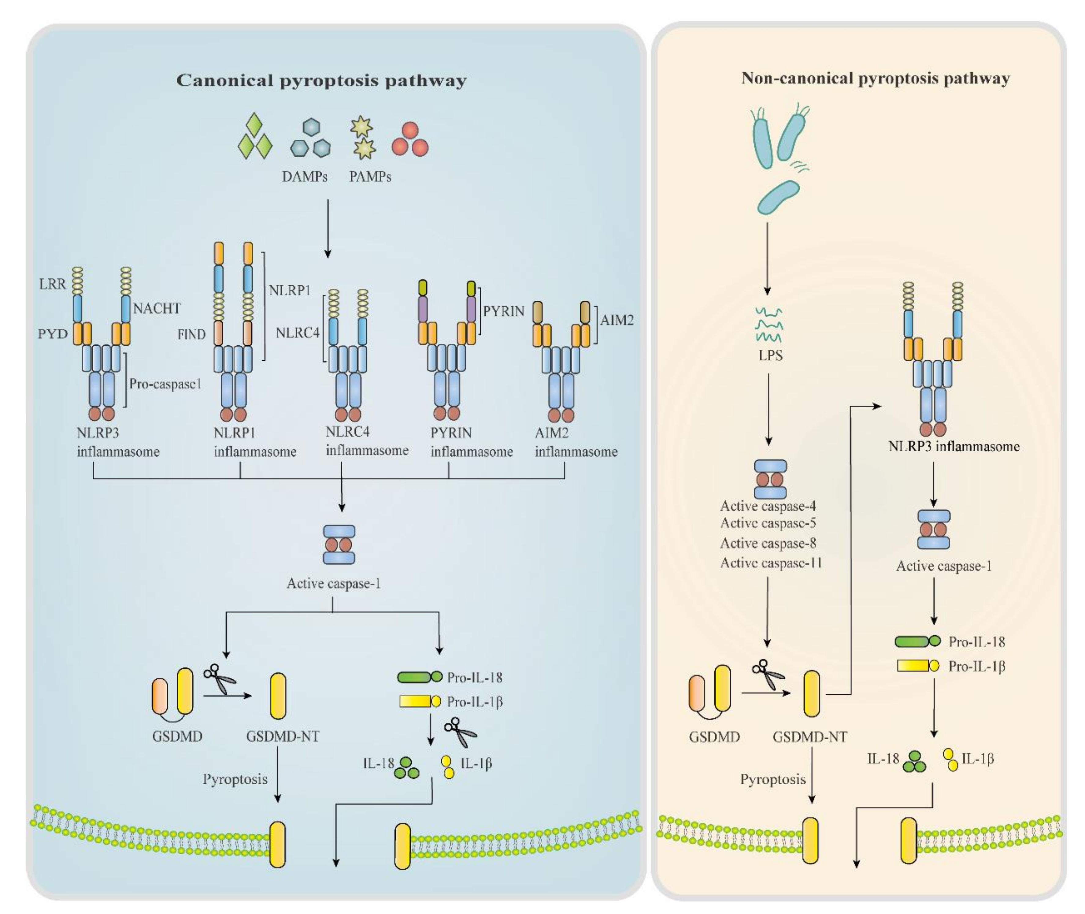 Non-canonical NFκB activation promotes chemokine expression in podocytes