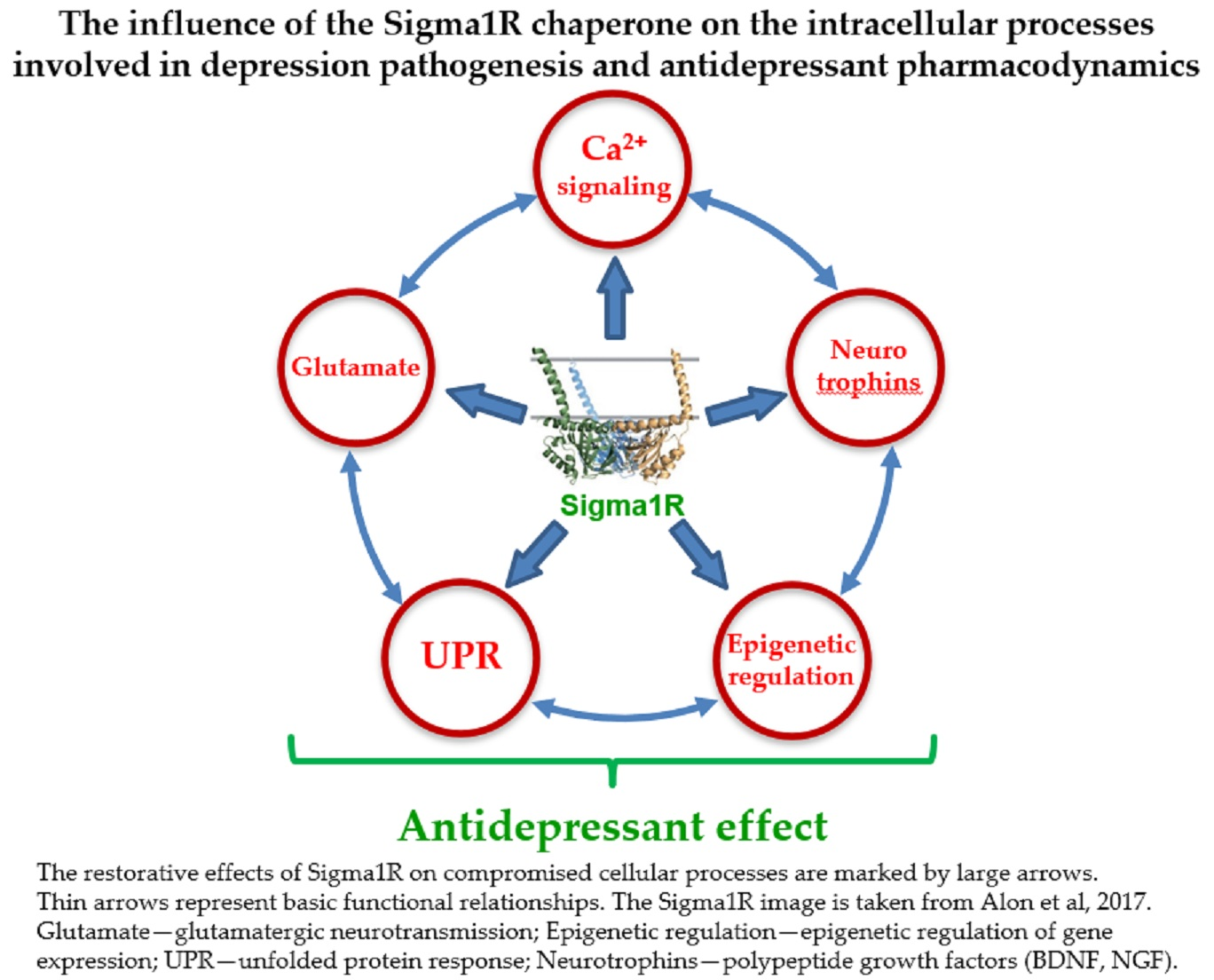 IJMS | Free Full-Text | Chaperone Sigma1R and Antidepressant Effect